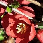 Chaenomeles × superba Flower