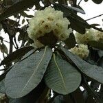 Rhododendron macabeanum Meyve