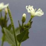 Epilobium hallianum