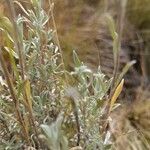 Helichrysum italicum Blad