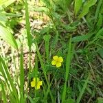 Potentilla erecta Цветок