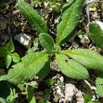 Echium parviflorum Hoja