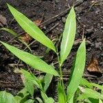 Leersia virginica Leaf