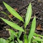 Leersia virginica Blatt