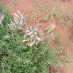 Kalanchoe marmorata Fiore