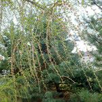 Larix decidua অভ্যাস