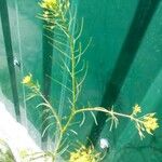 Descurainia pinnata Цветок