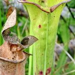 Sarracenia flava Blad