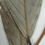 Couepia excelsa その他の提案