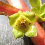 Ludwigia palustris Flower