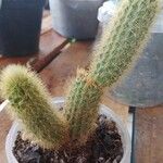 Cleistocactus winteri Blad