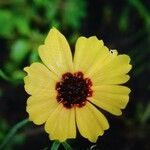 Coreopsis leavenworthii Flower