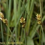 Carex heleonastes Frukto