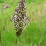 Anthoxanthum odoratumFlower