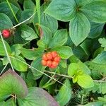 Cornus canadensis Folla