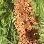 Orobanche elatior फूल