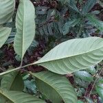 Palicourea quadrifolia Feuille