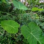 Colocasia gigantea Habit