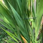 Crocosmia aurea Folla