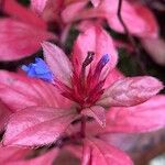 Ceratostigma plumbaginoides Flower