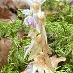 Epipogium aphyllum Libunga