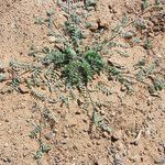 Astragalus eremophilus Leaf