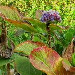 Hydrangea macrophylla Habit