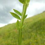 Lathyrus linifolius Bark