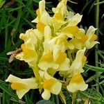 Linaria vulgaris Blüte