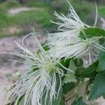 Clematis ligusticifolia Цвят