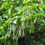 Catalpa bignonioides Fruto