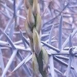 Asparagus stipularis Flower