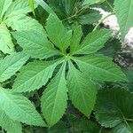 Cyclanthera pedata Leaf