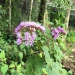 Vernonia brachycalyx 花