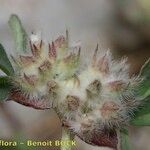 Trifolium saxatile Frucht