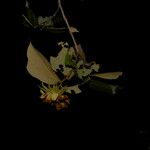 Luehea candida Flor