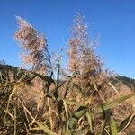 Phragmites australisFruit