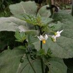 Solanum nigrum Flower