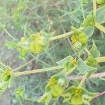 Euphorbia terracina Frucht