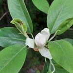 Magnolia virginiana Лист