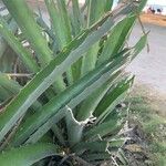 Bromelia karatas পাতা