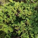 Juniperus brevifolia Leaf