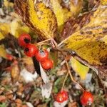 Sorbus chamaemespilusHedelmä