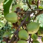 Paulownia tomentosaVili