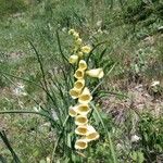 Digitalis grandiflora Flor