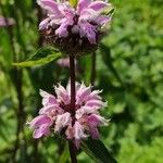 Phlomoides maximowiczii