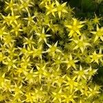 Sedum acre Blomst