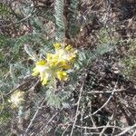 Astragalus alopecuroides Flower