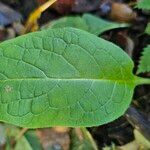 Symphytum tuberosum Blad