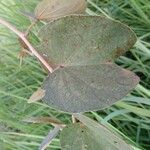 Piliostigma thonningii Φύλλο